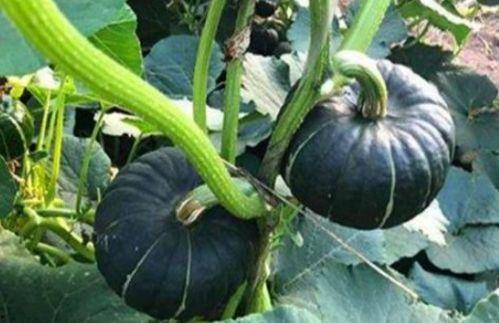 网红最近吃的瓜水煮瓜,水煮瓜，美味与话题并存  第3张